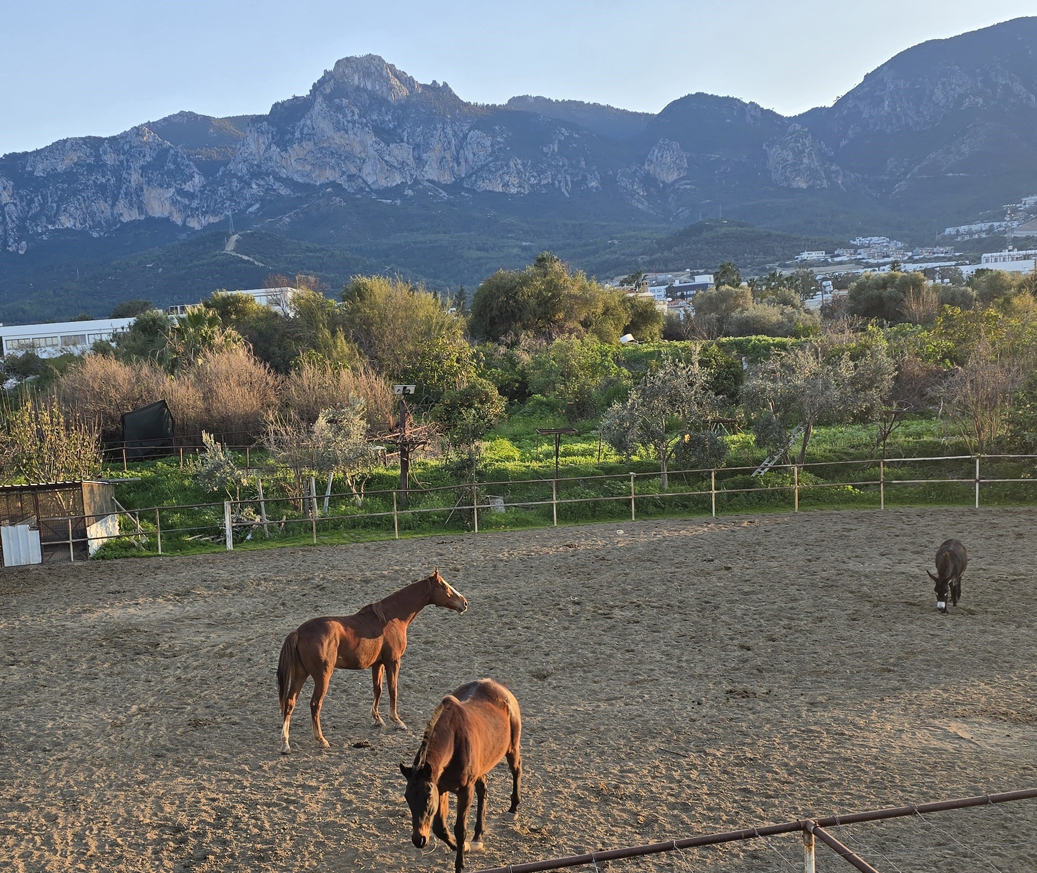 Horse Riding